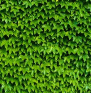 Meet your Posher, Syreeta